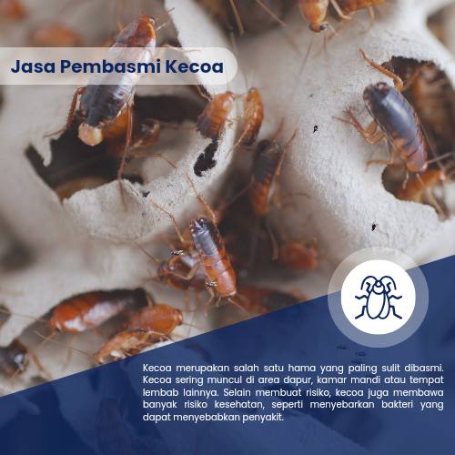 Jasa Pembasmi Kecoa